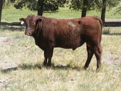 2016 Two year Old Bull 504