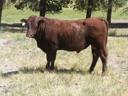 2016 Two year Old Bull 504