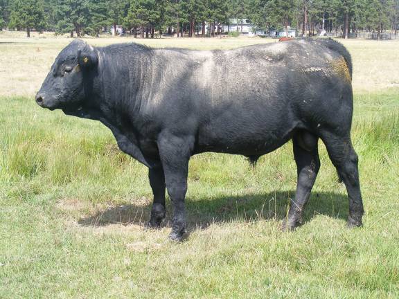 SOLD 2016 Two Year Old Bull 520