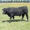 SOLD 2016 Two Year Old Bull 522