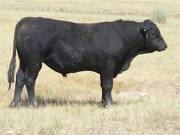 2016 Two year Old Bull 526 