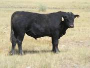 2016 Two year Old Bull 526