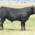 SOLD 2017 Two Year Old Bull 528