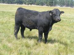 SOLD 2017 Two Year Old Bull 528