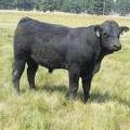 SOLD 2017 Two Year Old Bull 528