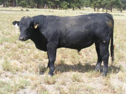 2016 Two year Old Bull 530