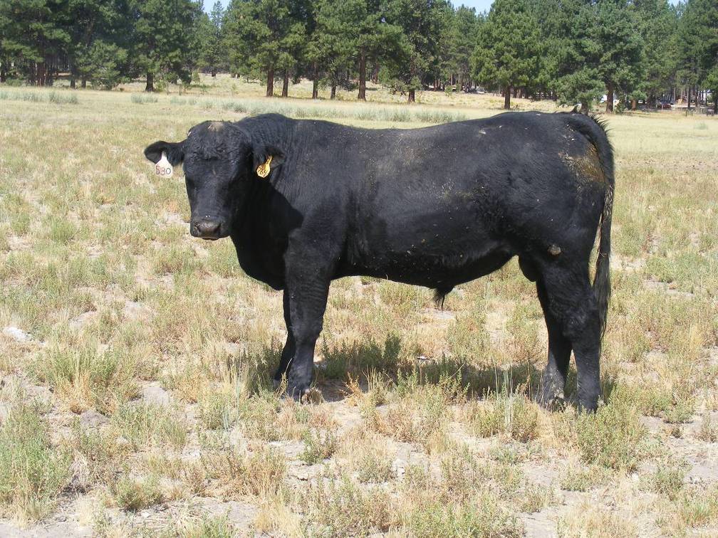 2016 Two year Old Bull 530