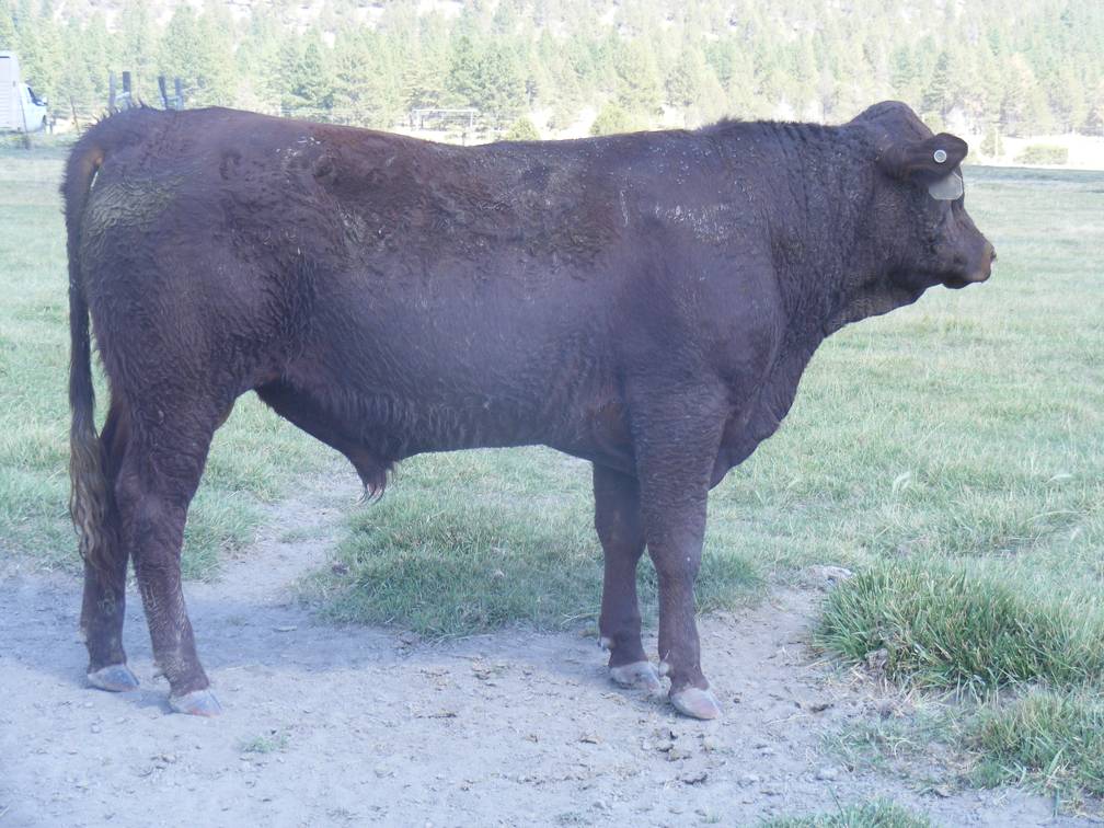 SOLD 2016 Two Year Old Bull 503