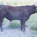 SOLD 2016 Two Year Old Bull 503