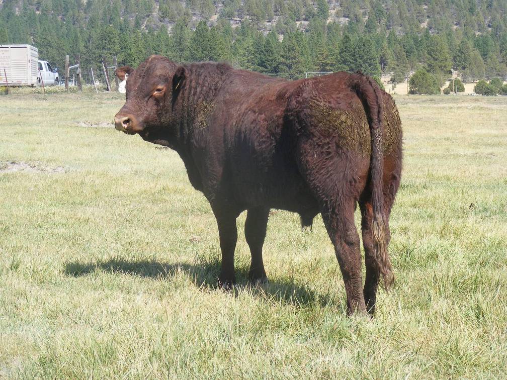 SOLD 2016 Two Year Old Bull 503