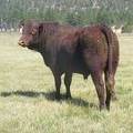 SOLD 2016 Two Year Old Bull 503