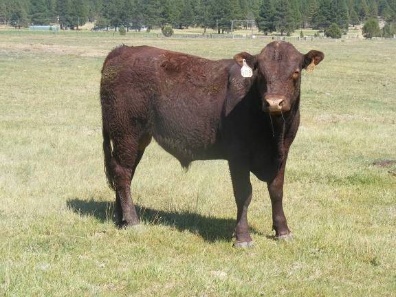 SOLD 2016 Two Year Old Bull 503