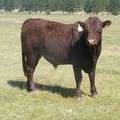 SOLD 2016 Two Year Old Bull 503