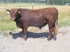 SOLD 2016 Two Year Old Bull 534