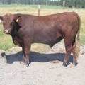 SOLD 2016 Two Year Old Bull 534