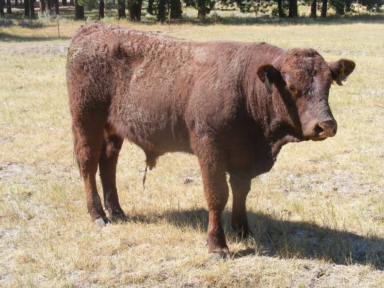 SOLD 2016 Two Year Old Bull 536