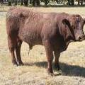SOLD 2016 Two Year Old Bull 536
