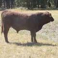 SOLD 2016 Two Year Old Bull 536