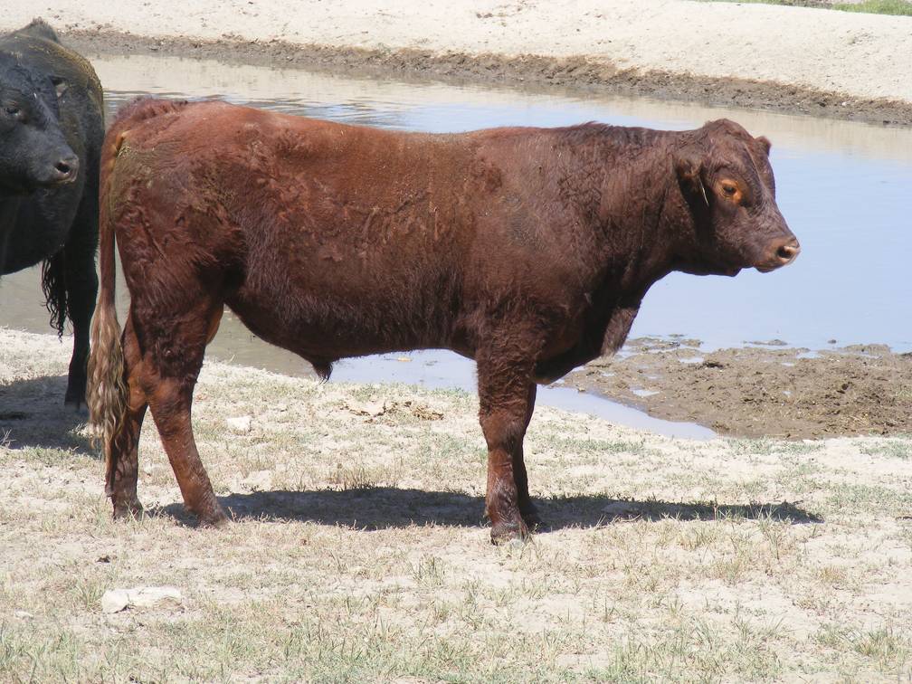 2016 Two year Old Bull 508