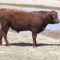 2016 Two year Old Bull 508