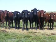 Bred Heifers August 2016