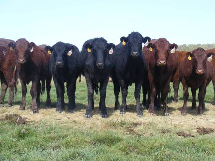 Bred Heifers August 2016