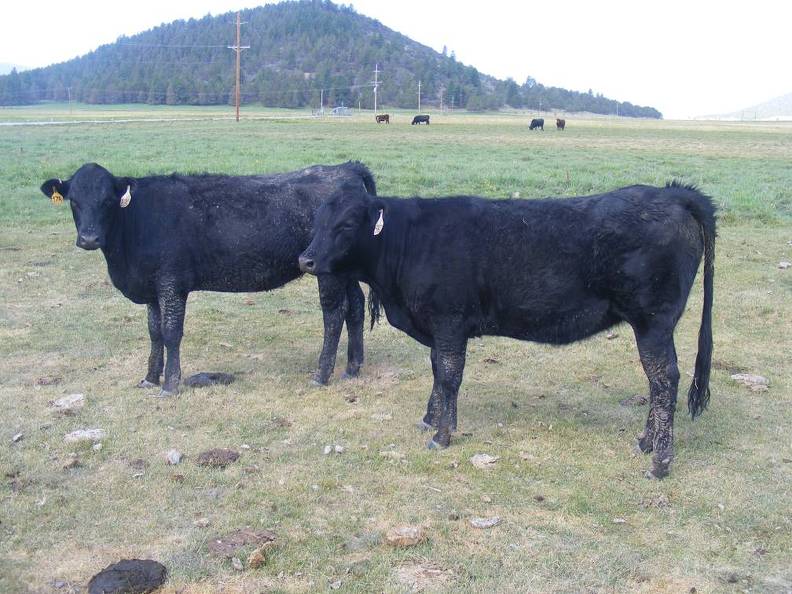 Bred Heifers August 2016