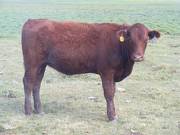 42C Bred Heifer August 2016