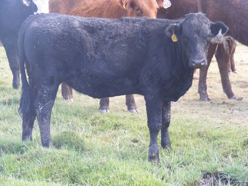 2C Bred Heifer August 2016