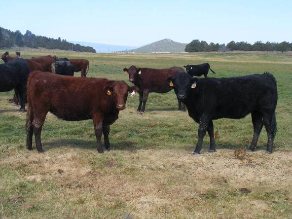  Bred Heifers August 2016