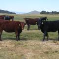  Bred Heifers August 2016