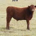 2016 Steer Calf 433
