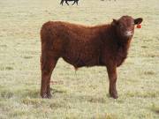 2016 Steer Calf 433