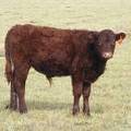 2016 Steer Calf 460y