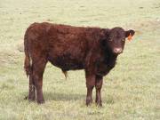 2016 Steer Calf 460y