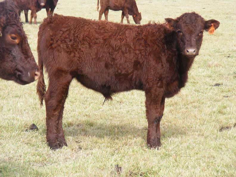 2016 Steer Calf 469