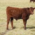 2016 Steer Calf 06=