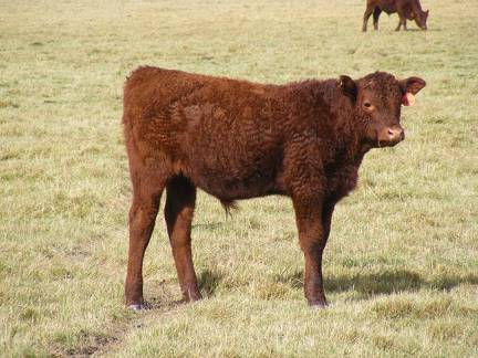 2016 Steer Calf 06=