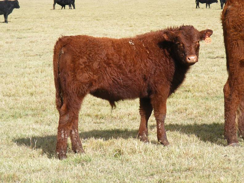 2016 Steer Calf 422