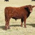 2016 Steer Calf 422