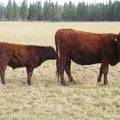 2016 Two year Old Cow 488