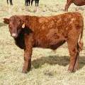 2016 Steer Calf 455