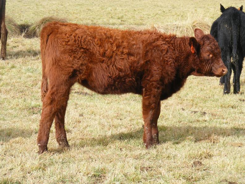 2016 Heifer Calf 439