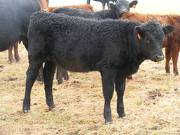 2016 Heifer Calf 96A