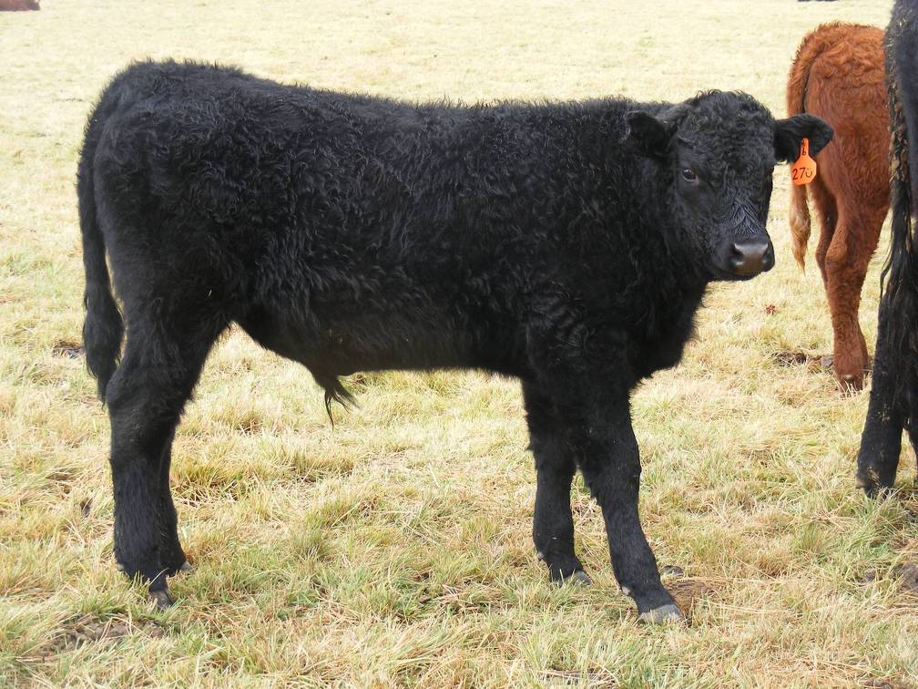 2016 Steer Calf 27=