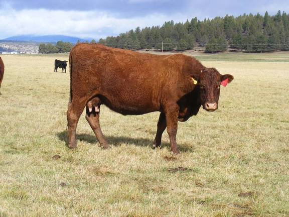 2016 Fourteen year Old Cow 393