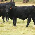 627 (462) Weaner Bull for Sale 2016