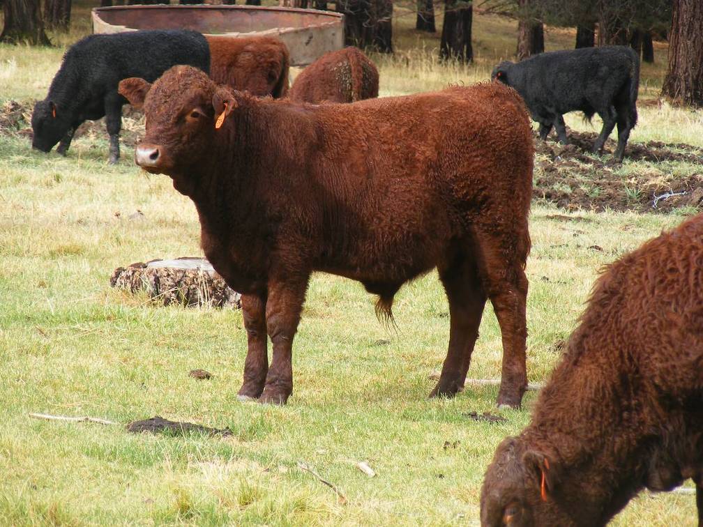 628 (739) Weaner Bull for Sale 2016