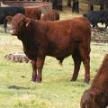 628 (739) Weaner Bull for Sale 2016