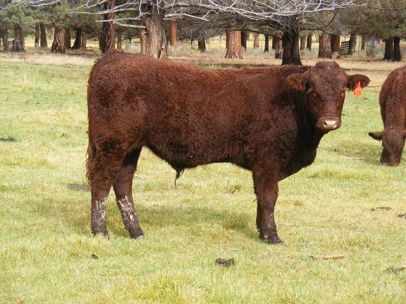 SOLD 2016 Yearling Bull 613